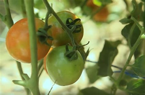 kamatis planting guide|Tomato (Kamatis) Cultivation Guide: All You Need to Know in .